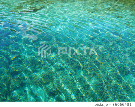 サンゴ礁の海 サンゴ礁の海 36066481