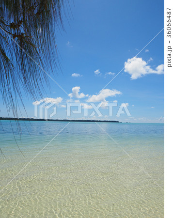 南の島の海・パラオ・カープアイランドリゾート 36066487