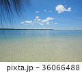 ヤシの木があるビーチ 36066488