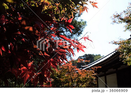 東漸寺の紅葉 東漸寺の紅葉 36066909