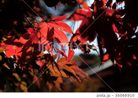 東漸寺の紅葉 東漸寺の紅葉 36066910