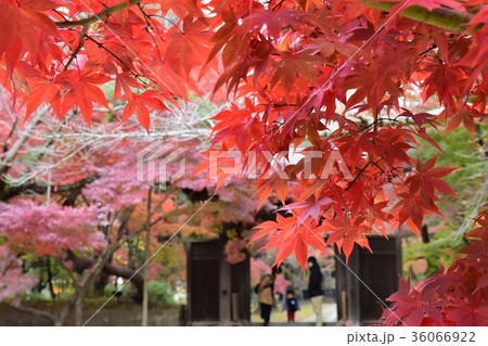 東漸寺の紅葉 東漸寺の紅葉 36066922