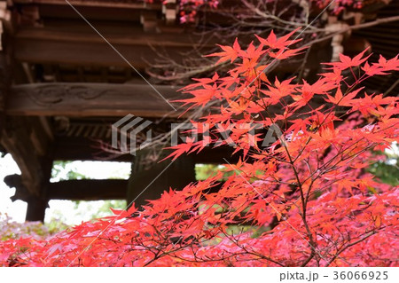 東漸寺の紅葉 36066925