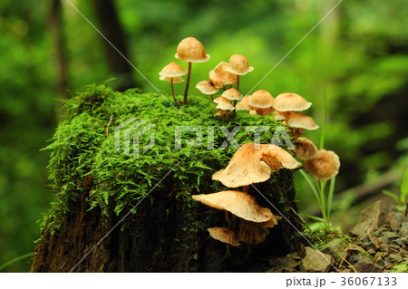 雨上がりの森 36067133