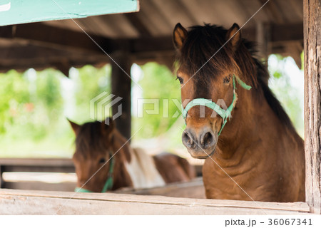 close up of horse in the cage at the zoo 36067341