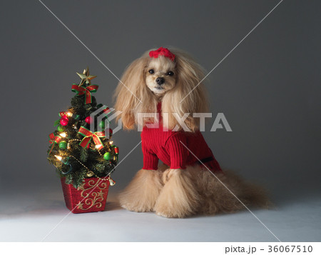 赤い服を着たトイプードルとクリスマスツリー 36067510