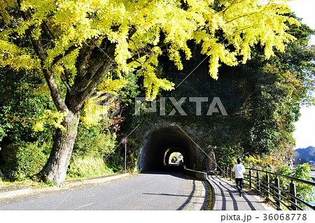 青の洞門 黄色く色づく銀杏の木が輝く洞門入り口 青の洞門 黄色く色づく銀杏の木が輝く洞門入り口 36068778