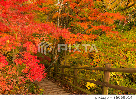 天竜峡の紅葉の写真素材