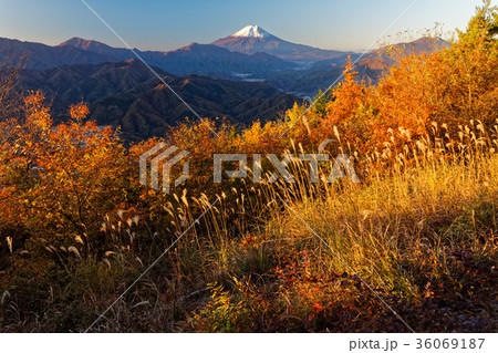 紅葉の百蔵山山頂から望む富士山 紅葉の百蔵山山頂から望む富士山 36069187