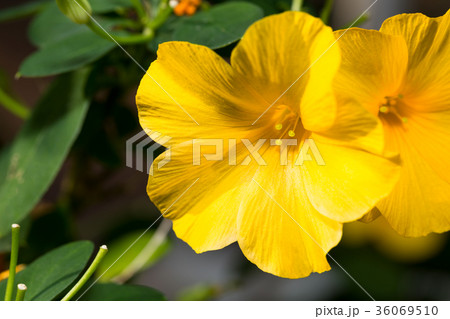 雲南月光花 36069510