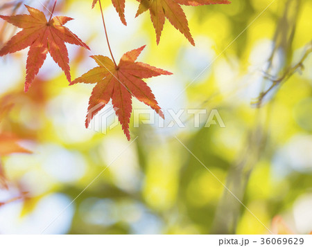 紅葉・色づき始め 36069629