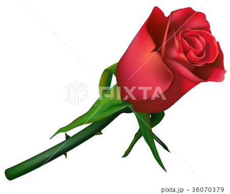 Single Red Rose 36070379