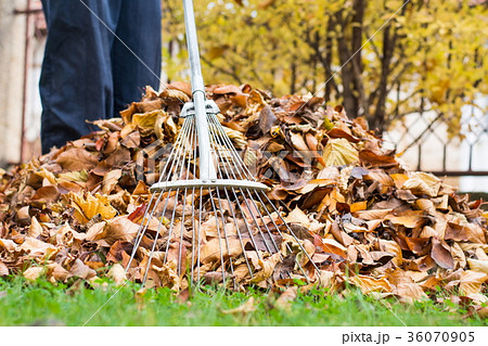 Man cleaning fallen autumn leaves in the yard Man cleaning fallen autumn leaves in the yard 36070905