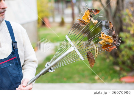 Man holding rake with autumn leaves in the yard Man holding rake with autumn leaves in the yard 36070906