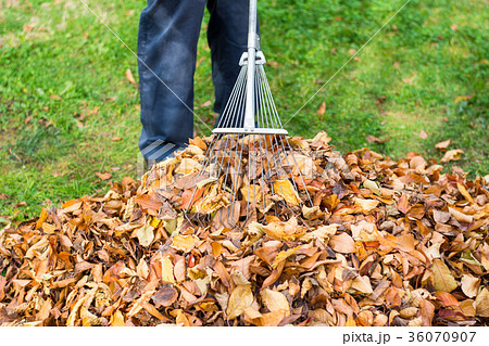 Man cleaning fallen autumn leaves in the yard 36070907