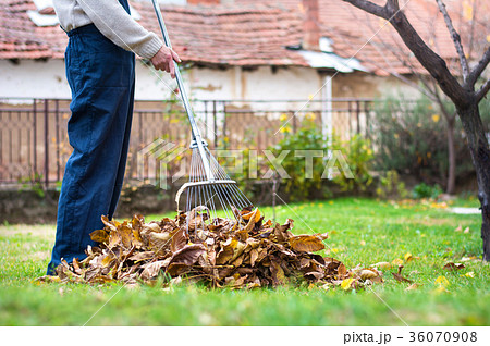 Man cleaning fallen autumn leaves in the yard Man cleaning fallen autumn leaves in the yard 36070908