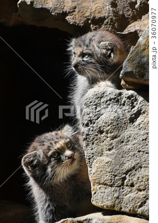 Close up portrait of two manul kittens Close up portrait of two manul kittens 36070977