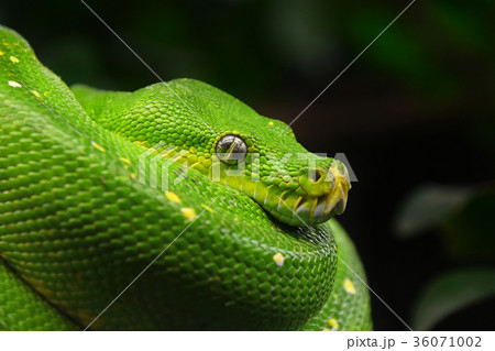 Green tree python profile portrait close up 36071002
