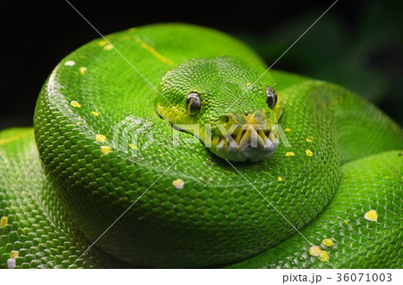 Green tree python (Morelia viridis) close up Green tree python (Morelia viridis) close up 36071003