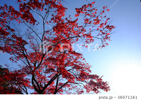 紅葉の山寺 36071161