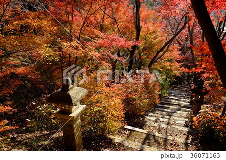 紅葉の山寺 36071163
