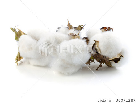 Cotton plant flower isolated on white background 36071287