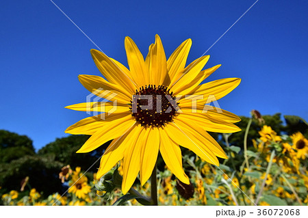 ひまわり 36072068