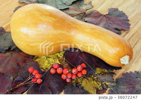 Pumpkin, red berries on autumn foliage. 36072247