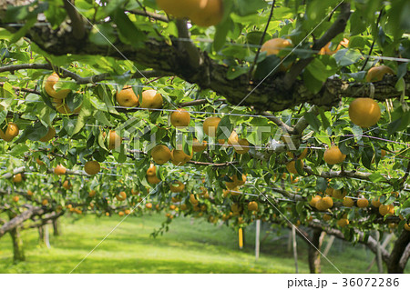 梨狩り 36072286