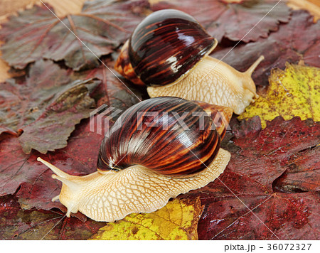 Giant african Achatina snails on grape leaves. 36072327