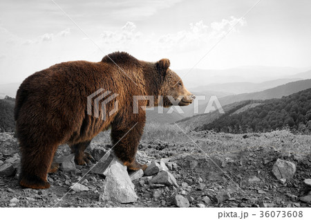 Black and white photography with color bear 36073608