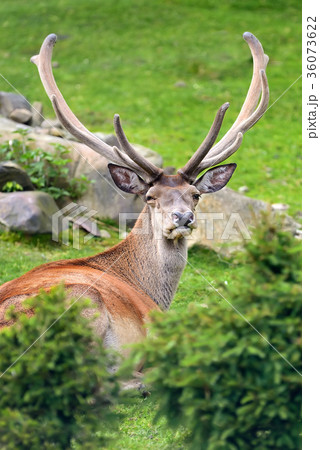 Deer in forest 36073622