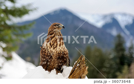 Hawk 36073648