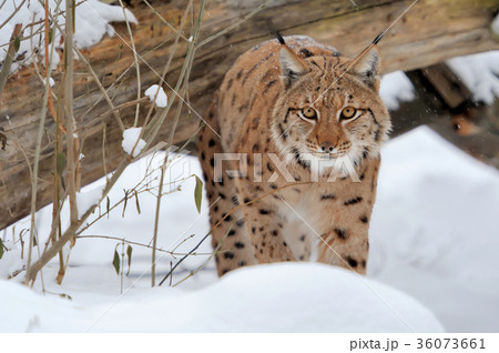 Lynx 36073661