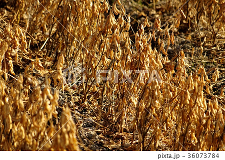 秋の大豆畑 収穫間近 秋の大豆畑 収穫間近 36073784
