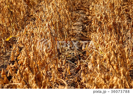 秋の大豆畑 収穫間近 秋の大豆畑 収穫間近 36073788