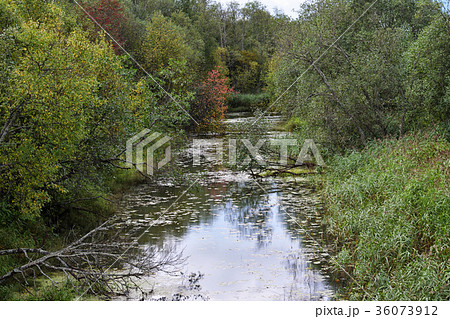 A small narrow river with overgrown A small narrow river with overgrown 36073912