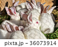 Many white rabbits eat green juicy grass in a cage 36073914