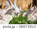 Many white rabbits eat green juicy grass in a cage 36073915