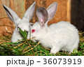 Two white rabbits eat green juicy grass in a cage 36073919