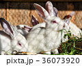 Many white rabbits eat green juicy grass in a cage 36073920