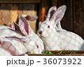 Many white rabbits eat green juicy grass in a cage 36073922