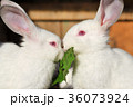Two white rabbits eat green juicy grass in a cage 36073924
