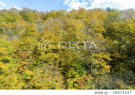 紅葉の季節の苗場 ドラゴンドラからの風景 紅葉の季節の苗場 ドラゴンドラからの風景 36074147