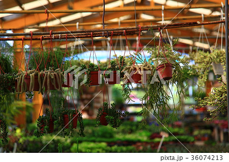 植物 工場 プランツ 36074213