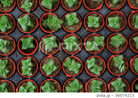 植物 工場 プランツ 36074215