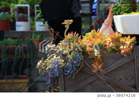 植物 工場 プランツ 36074216