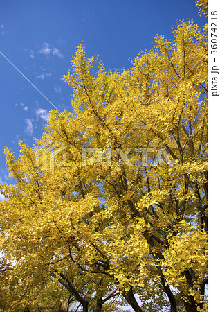 紅葉したイチョウ 36074218