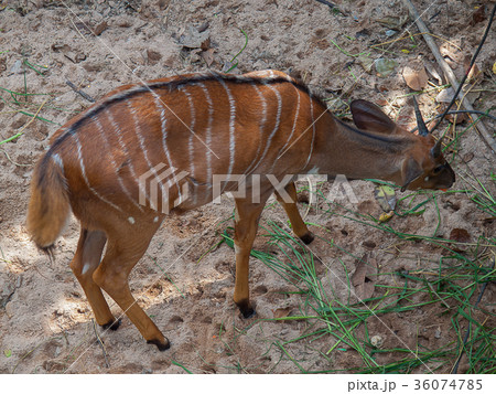 Deer at Khao Kheow Open Zoo 36074785
