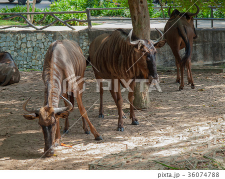 Wildebeest at Khao Kheow Open Zoo. Wildebeest at Khao Kheow Open Zoo. 36074788
